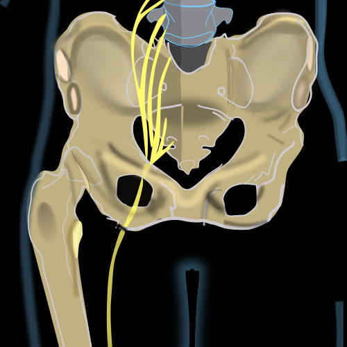 Sciatic_nerve.svg